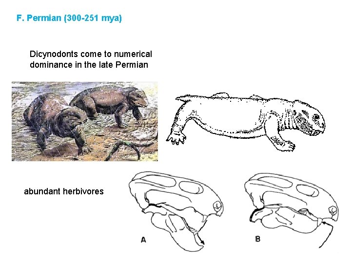 F. Permian (300 -251 mya) Dicynodonts come to numerical dominance in the late Permian