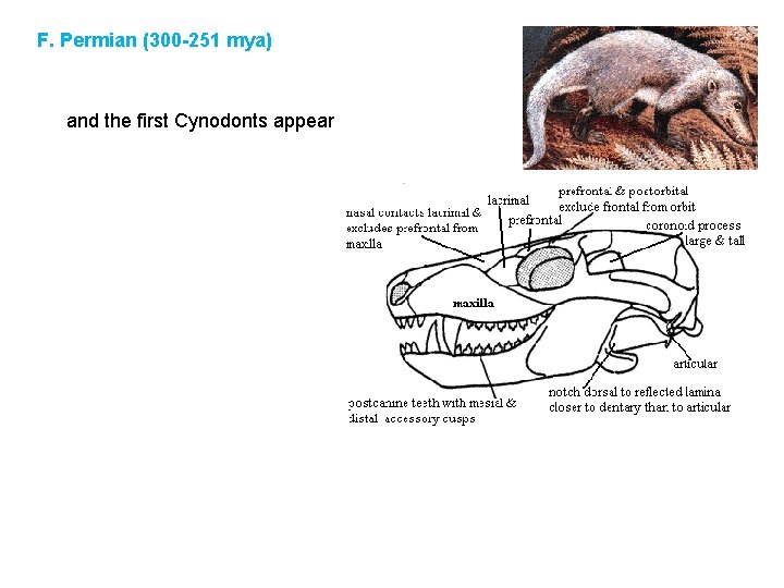 F. Permian (300 -251 mya) and the first Cynodonts appear 