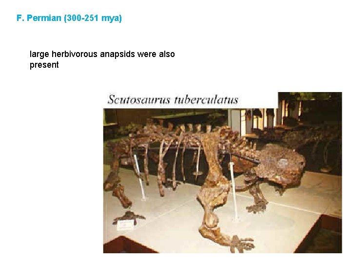 F. Permian (300 -251 mya) large herbivorous anapsids were also present 