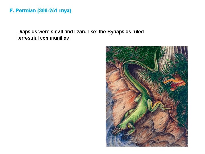 F. Permian (300 -251 mya) Diapsids were small and lizard-like; the Synapsids ruled terrestrial