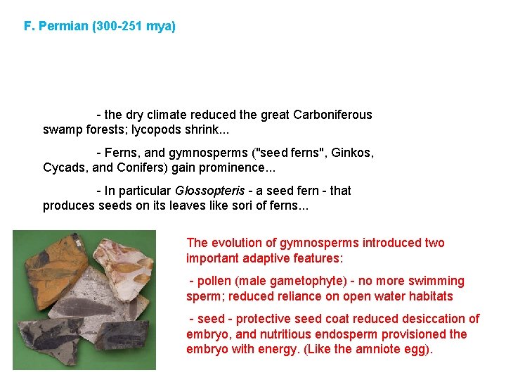 F. Permian (300 -251 mya) - the dry climate reduced the great Carboniferous swamp