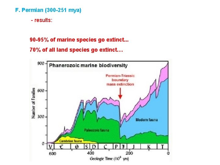 F. Permian (300 -251 mya) - results: 90 -95% of marine species go extinct.