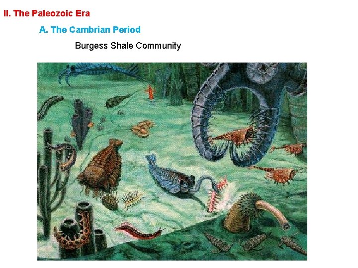 II. The Paleozoic Era A. The Cambrian Period Burgess Shale Community 