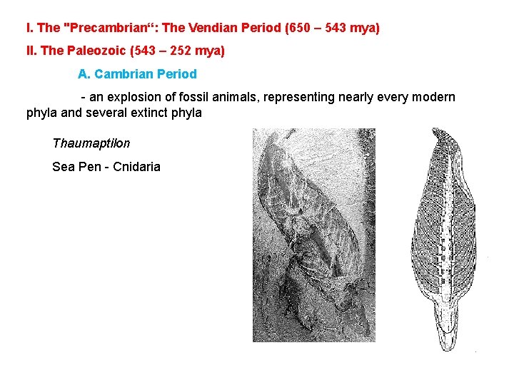 I. The "Precambrian“: The Vendian Period (650 – 543 mya) II. The Paleozoic (543