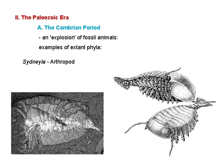 II. The Paleozoic Era A. The Cambrian Period - an 'explosion' of fossil animals: