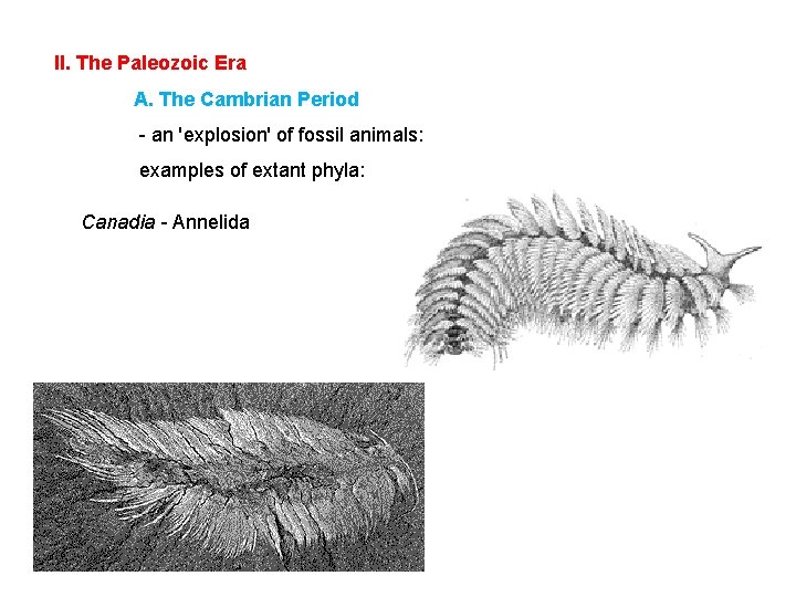 II. The Paleozoic Era A. The Cambrian Period - an 'explosion' of fossil animals: