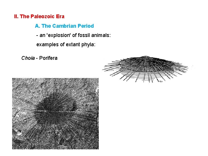 II. The Paleozoic Era A. The Cambrian Period - an 'explosion' of fossil animals: