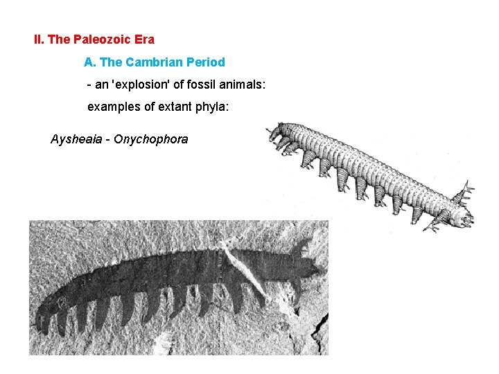 II. The Paleozoic Era A. The Cambrian Period - an 'explosion' of fossil animals: