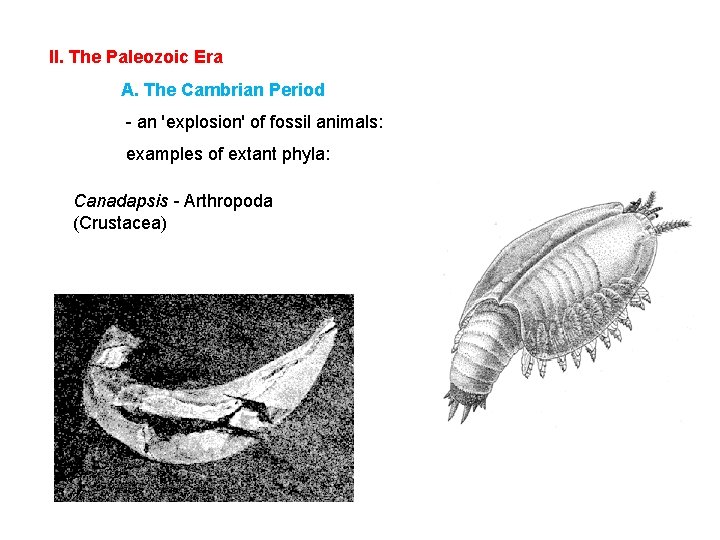 II. The Paleozoic Era A. The Cambrian Period - an 'explosion' of fossil animals: