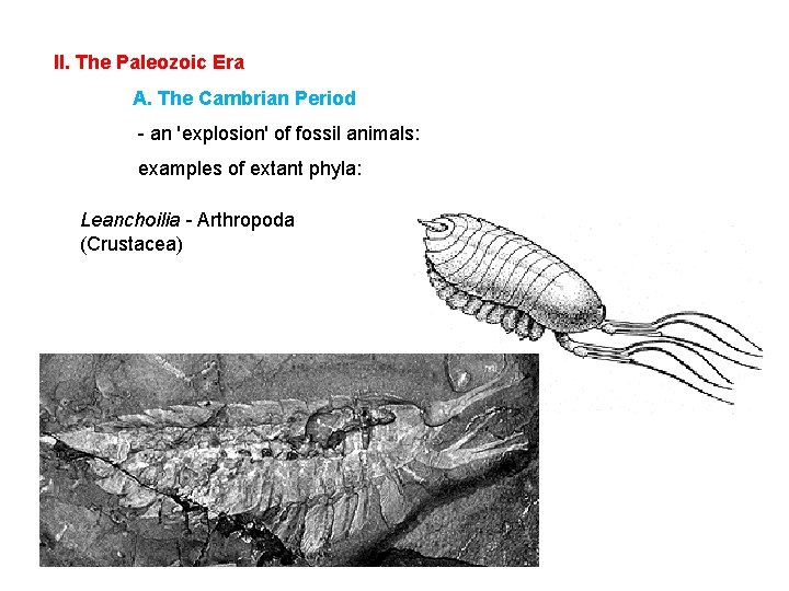 II. The Paleozoic Era A. The Cambrian Period - an 'explosion' of fossil animals:
