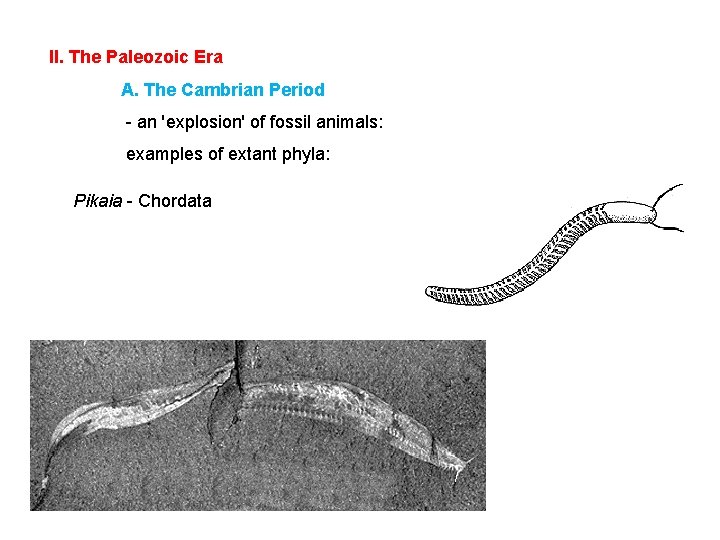 II. The Paleozoic Era A. The Cambrian Period - an 'explosion' of fossil animals: