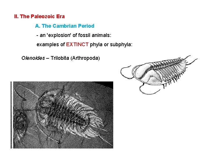 II. The Paleozoic Era A. The Cambrian Period - an 'explosion' of fossil animals: