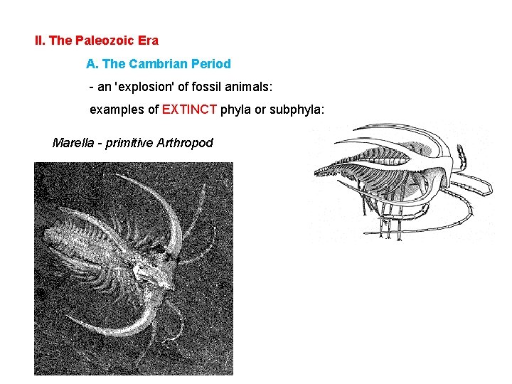 II. The Paleozoic Era A. The Cambrian Period - an 'explosion' of fossil animals: