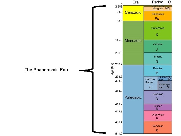 The Phanerozoic Eon 