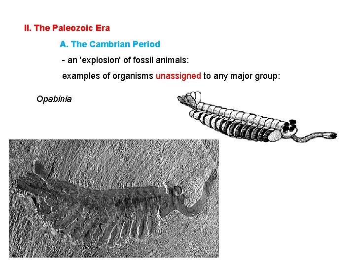 II. The Paleozoic Era A. The Cambrian Period - an 'explosion' of fossil animals: