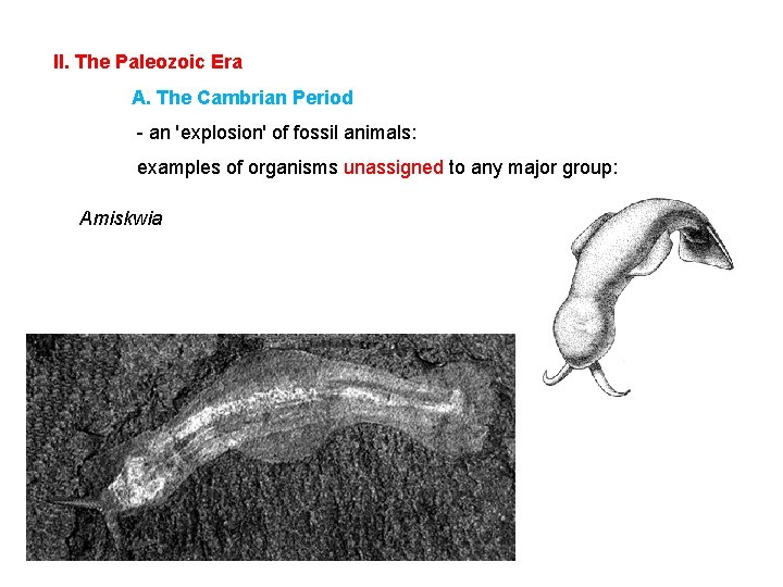 II. The Paleozoic Era A. The Cambrian Period - an 'explosion' of fossil animals: