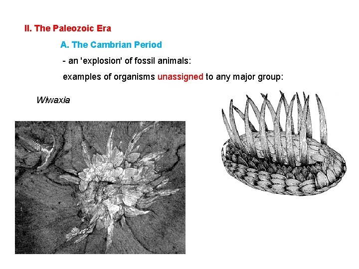 II. The Paleozoic Era A. The Cambrian Period - an 'explosion' of fossil animals: