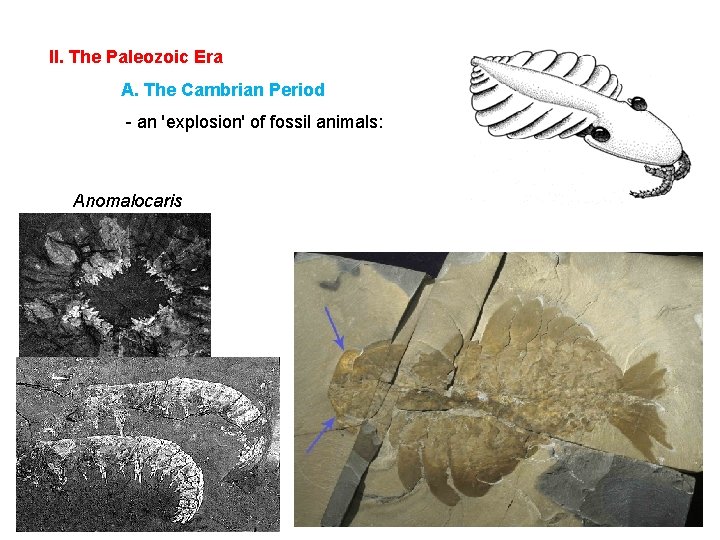 II. The Paleozoic Era A. The Cambrian Period - an 'explosion' of fossil animals: