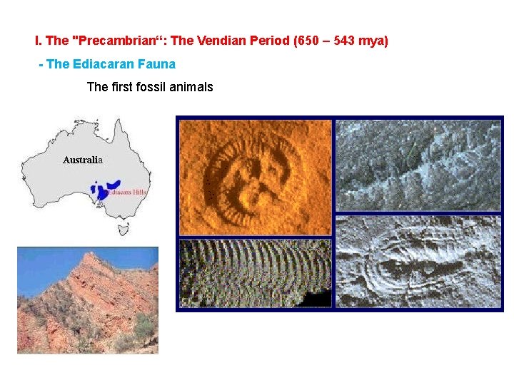 I. The "Precambrian“: The Vendian Period (650 – 543 mya) - The Ediacaran Fauna