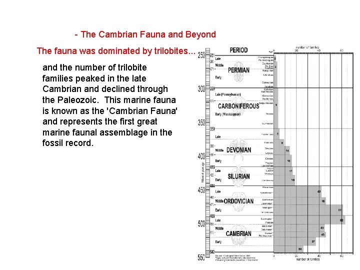  - The Cambrian Fauna and Beyond The fauna was dominated by trilobites. .
