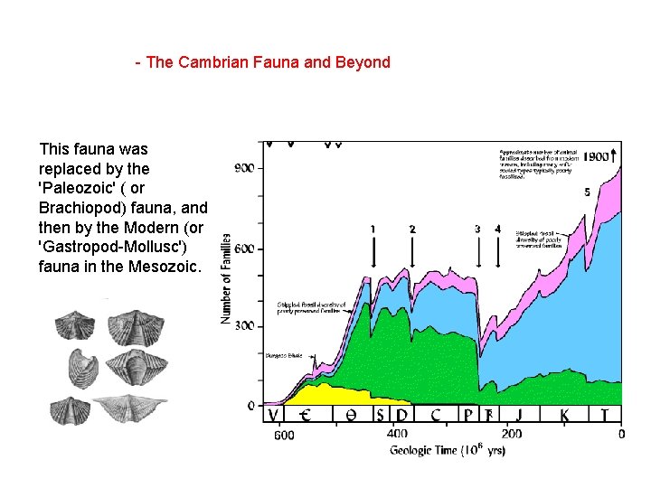  - The Cambrian Fauna and Beyond This fauna was replaced by the 'Paleozoic'
