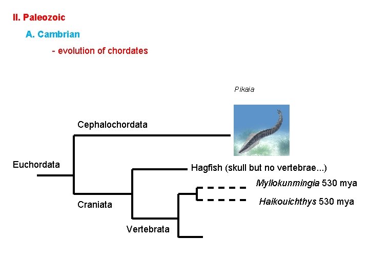 II. Paleozoic A. Cambrian - evolution of chordates Pikaia Cephalochordata Euchordata Hagfish (skull but