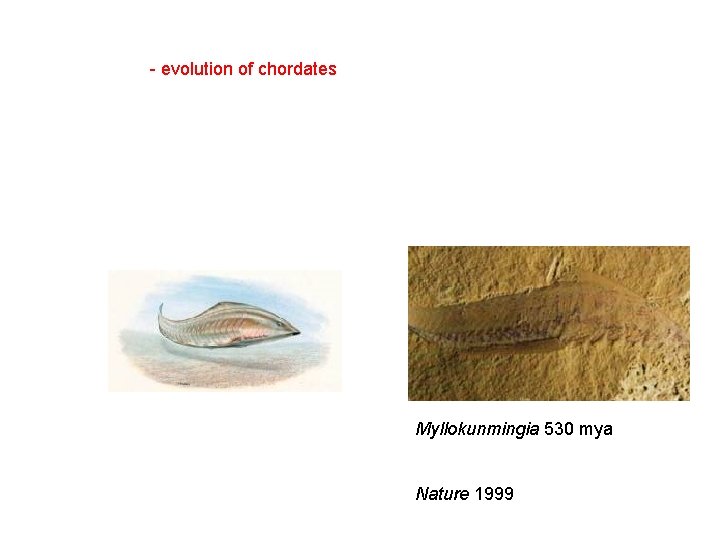  - evolution of chordates Myllokunmingia 530 mya Nature 1999 