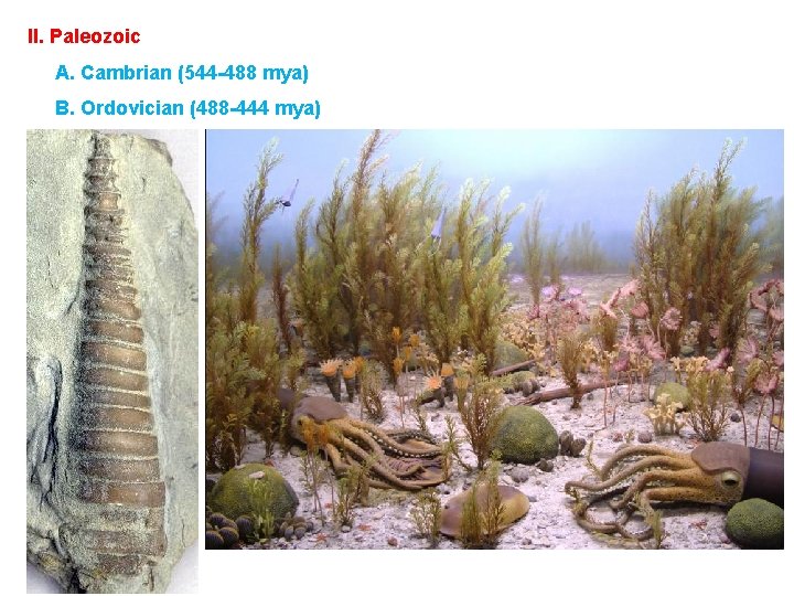 II. Paleozoic A. Cambrian (544 -488 mya) B. Ordovician (488 -444 mya) 