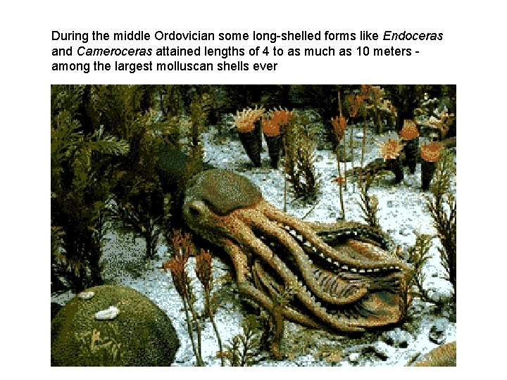 During the middle Ordovician some long-shelled forms like Endoceras and Cameroceras attained lengths of