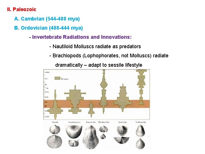 II. Paleozoic A. Cambrian (544 -488 mya) B. Ordovician (488 -444 mya) - Invertebrate