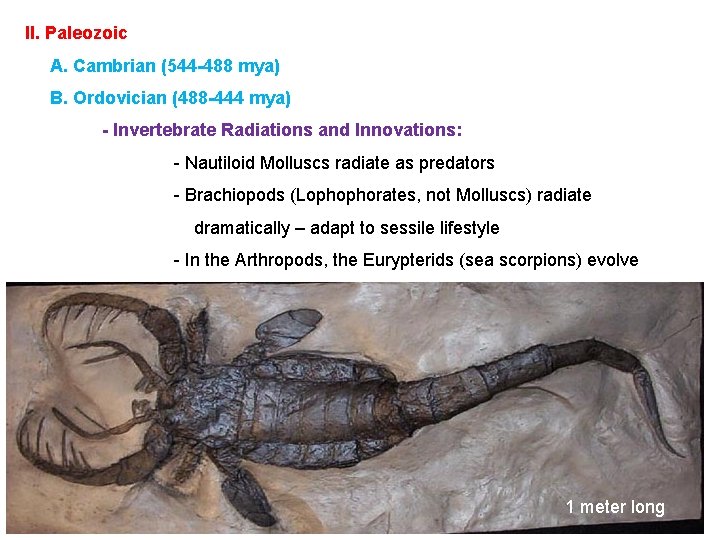 II. Paleozoic A. Cambrian (544 -488 mya) B. Ordovician (488 -444 mya) - Invertebrate