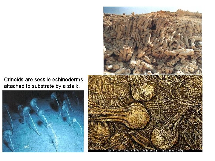 Crinoids are sessile echinoderms, attached to substrate by a stalk. 