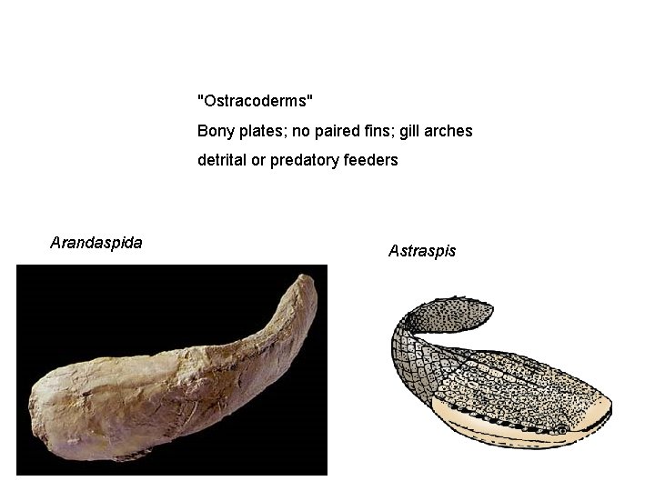 "Ostracoderms" Bony plates; no paired fins; gill arches detrital or predatory feeders Arandaspida Astraspis