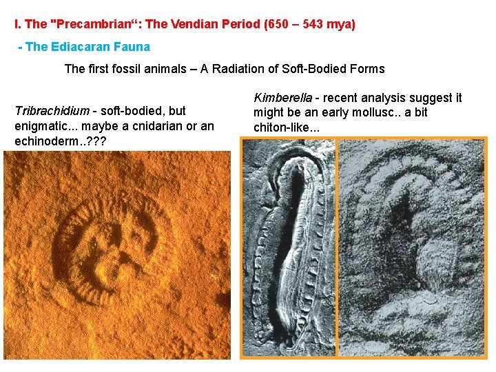 I. The "Precambrian“: The Vendian Period (650 – 543 mya) - The Ediacaran Fauna