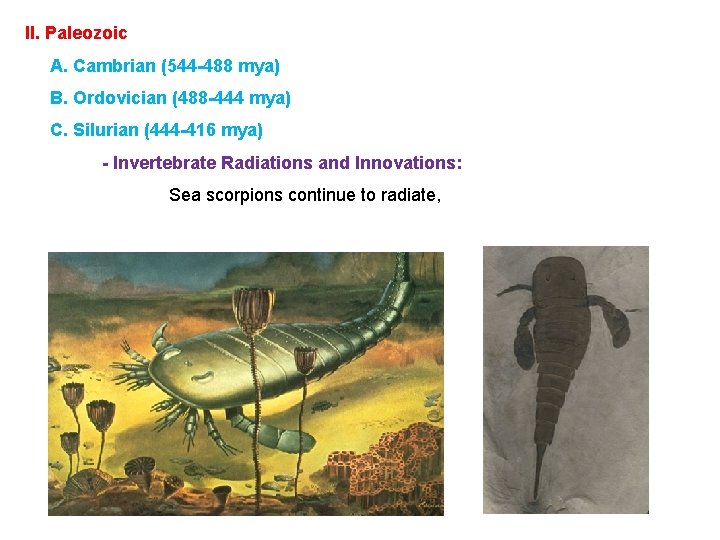 II. Paleozoic A. Cambrian (544 -488 mya) B. Ordovician (488 -444 mya) C. Silurian