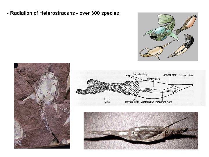  - Radiation of Heterostracans - over 300 species 