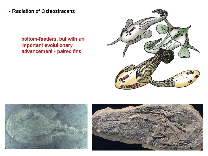  - Radiation of Osteostracans bottom-feeders, but with an important evolutionary advancement - paired