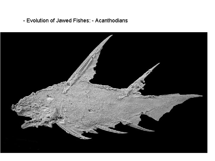  - Evolution of Jawed Fishes: - Acanthodians 