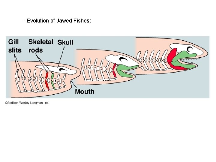  - Evolution of Jawed Fishes: 