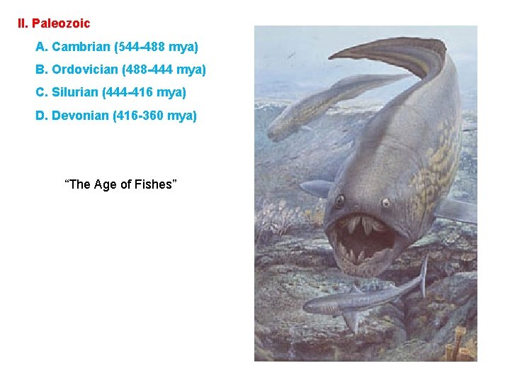 II. Paleozoic A. Cambrian (544 -488 mya) B. Ordovician (488 -444 mya) C. Silurian