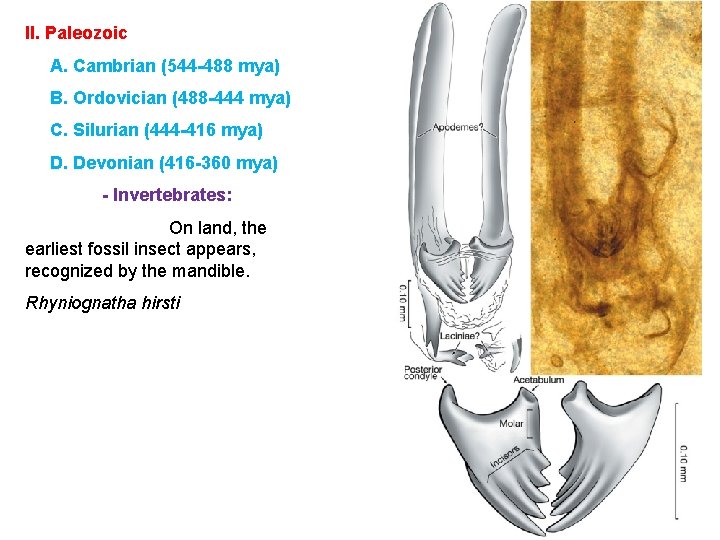 II. Paleozoic A. Cambrian (544 -488 mya) B. Ordovician (488 -444 mya) C. Silurian