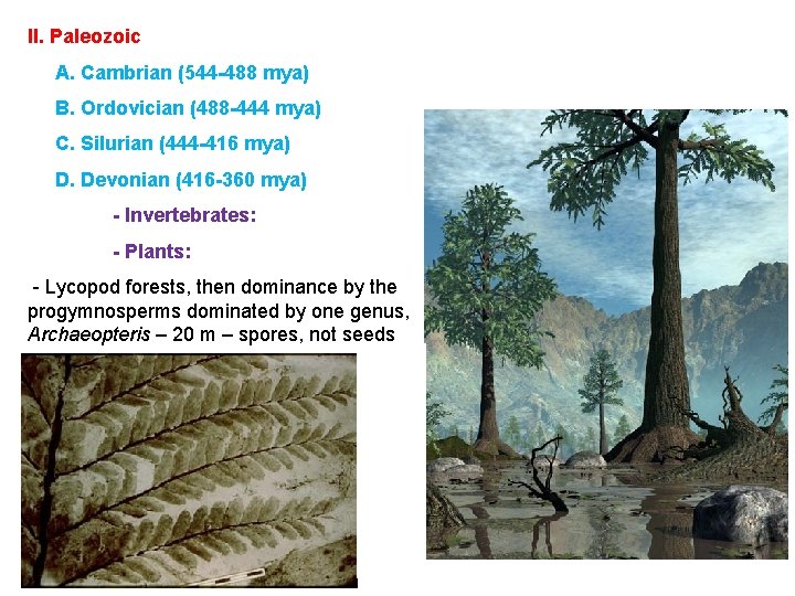 II. Paleozoic A. Cambrian (544 -488 mya) B. Ordovician (488 -444 mya) C. Silurian