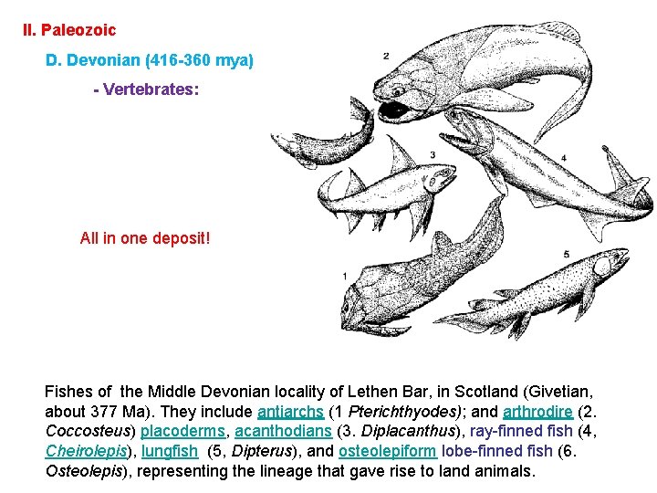 II. Paleozoic D. Devonian (416 -360 mya) - Vertebrates: All in one deposit! Fishes