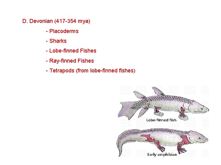 D. Devonian (417 -354 mya) - Placoderms - Sharks - Lobe-finned Fishes - Ray-finned