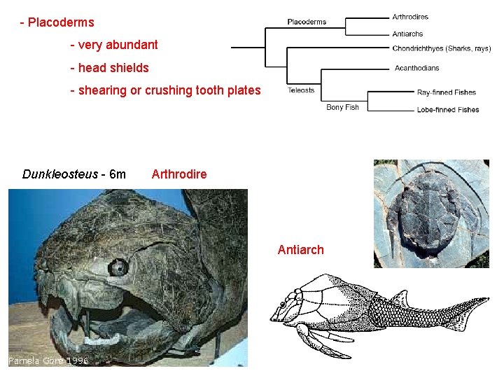 - Placoderms - very abundant - head shields - shearing or crushing tooth plates
