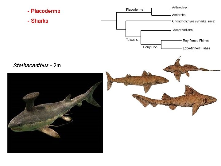  - Placoderms - Sharks Stethacanthus - 2 m 