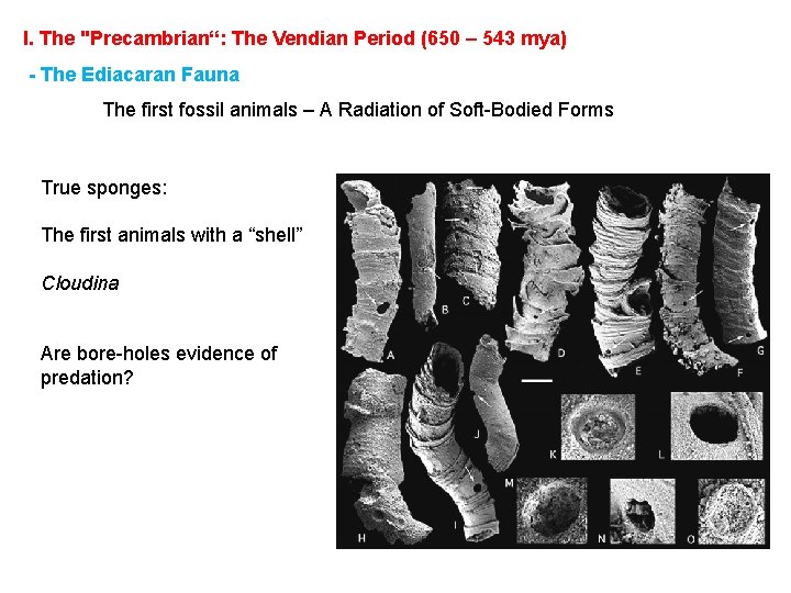 I. The "Precambrian“: The Vendian Period (650 – 543 mya) - The Ediacaran Fauna