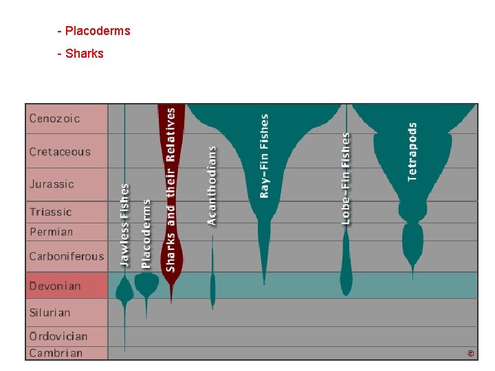  - Placoderms - Sharks 