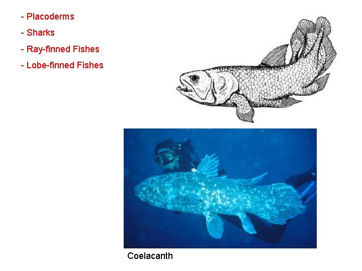  - Placoderms - Sharks - Ray-finned Fishes - Lobe-finned Fishes Coelacanth 