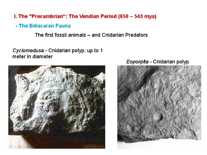 I. The "Precambrian“: The Vendian Period (650 – 543 mya) - The Ediacaran Fauna